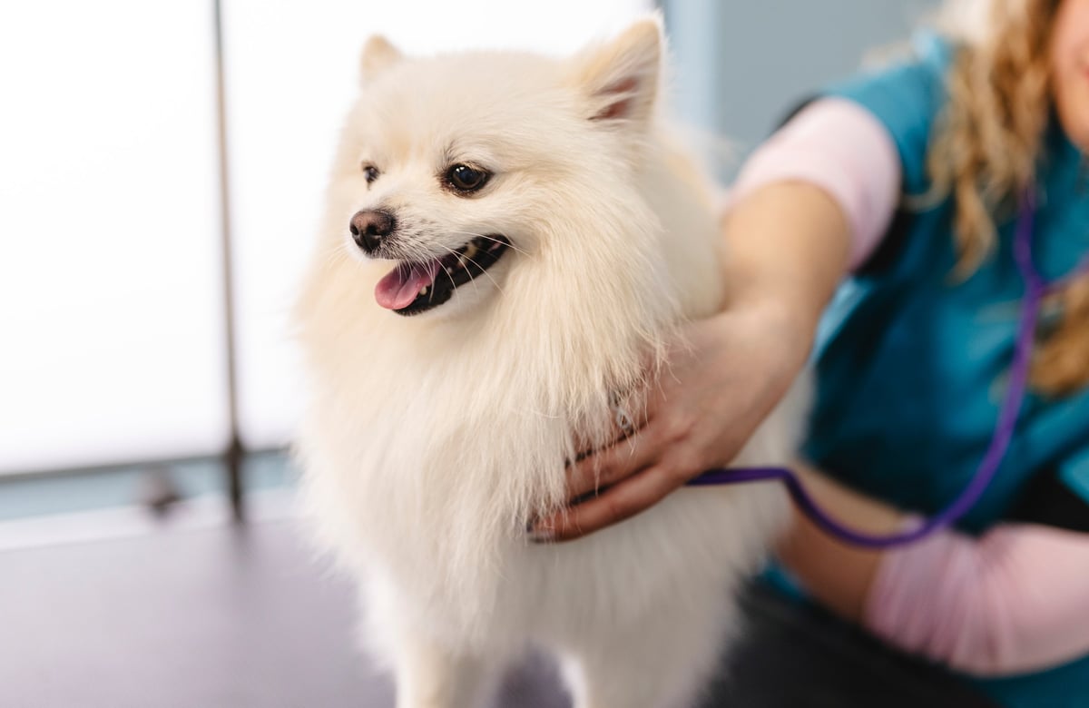Clínica Veterinaria Las Américas - equipo profesional